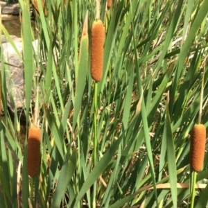 Typha sp. at Burra, NSW - 28 Jan 2018