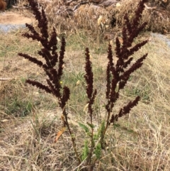 Rumex crispus (Curled Dock) at Burra, NSW - 28 Jan 2018 by alexwatt