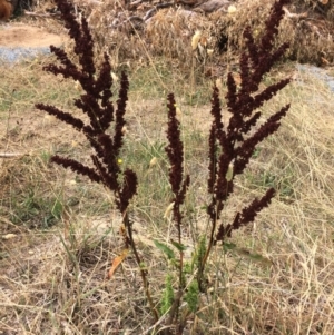 Rumex crispus at Burra, NSW - 28 Jan 2018