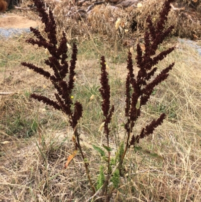 Rumex crispus (Curled Dock) at Burra, NSW - 28 Jan 2018 by alex_watt