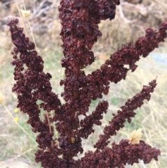 Rumex crispus at Burra, NSW - 28 Jan 2018 11:21 AM