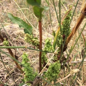 Rumex crispus at Burra, NSW - 28 Jan 2018 11:21 AM