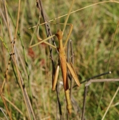 Didymuria violescens (Spur-legged stick insect) at Namadgi National Park - 6 Mar 2015 by KMcCue