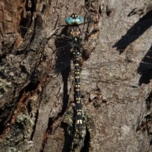 Austroaeschna parvistigma at Mount Clear, ACT - 6 Mar 2015 06:55 PM