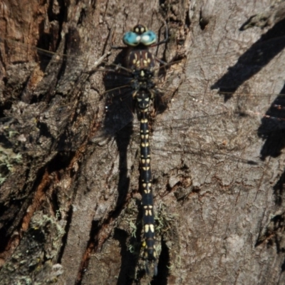 Austroaeschna parvistigma (Swamp Darner) at Namadgi National Park - 6 Mar 2015 by KMcCue