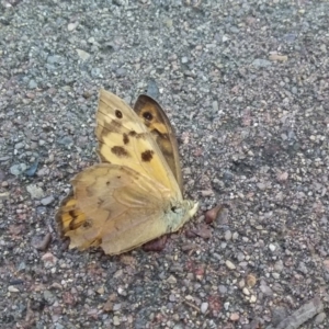 Heteronympha merope at Wamboin, NSW - 22 Dec 2017