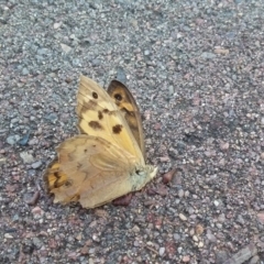 Heteronympha merope at Wamboin, NSW - 22 Dec 2017