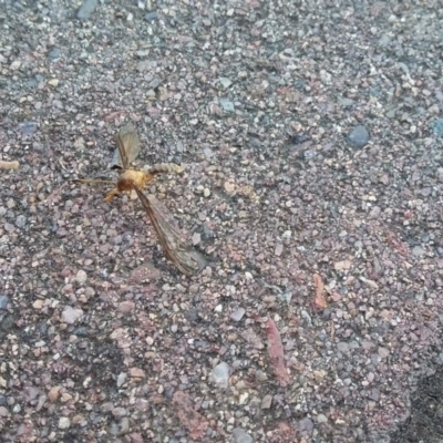 Leptotarsus (Leptotarsus) sp.(genus) (A Crane Fly) at QPRC LGA - 22 Dec 2017 by natureguy