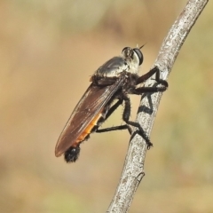 Blepharotes sp. (genus) (A robber fly) at Molonglo Valley, ACT - 29 Jan 2018 by JohnBundock