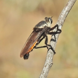 Blepharotes sp. (genus) at Molonglo Valley, ACT - 30 Jan 2018