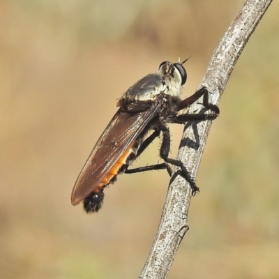 Blepharotes sp. (genus) (A robber fly) at Molonglo Valley, ACT - 30 Jan 2018 by JohnBundock