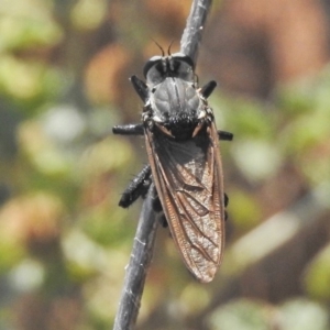 Blepharotes sp. (genus) at Molonglo Valley, ACT - 30 Jan 2018