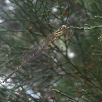 Austrolestes analis (Slender Ringtail) at Flynn, ACT - 27 Jan 2018 by Christine