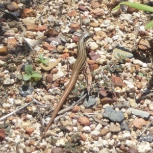 Ctenotus taeniolatus at Acton, ACT - 29 Jan 2018 01:03 PM