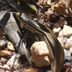 Ctenotus taeniolatus at Acton, ACT - 29 Jan 2018 01:03 PM