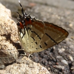 Jalmenus evagoras (Imperial Hairstreak) at ANBG - 29 Jan 2018 by Christine