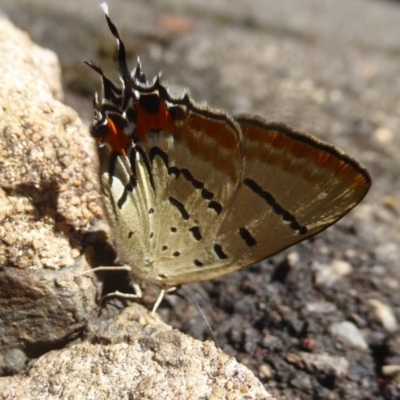 Jalmenus evagoras (Imperial Hairstreak) at Acton, ACT - 29 Jan 2018 by Christine