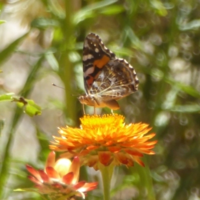 Vanessa kershawi (Australian Painted Lady) at Acton, ACT - 29 Jan 2018 by Christine