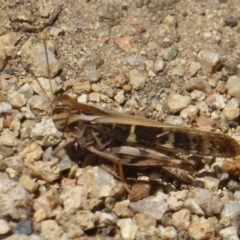 Gastrimargus musicus (Yellow-winged Locust or Grasshopper) at Acton, ACT - 29 Jan 2018 by Christine