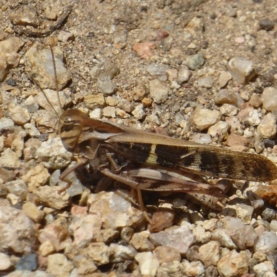 Gastrimargus musicus (Yellow-winged Locust or Grasshopper) at ANBG - 29 Jan 2018 by Christine