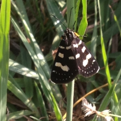 Phalaenoides tristifica (Willow-herb Day-moth) at Acton, ACT - 30 Jan 2018 by YellowButton