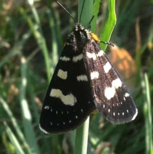 Phalaenoides tristifica at Acton, ACT - 30 Jan 2018