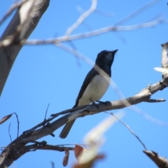 Myiagra rubecula (Leaden Flycatcher) at Greenway, ACT - 13 Jan 2018 by YellowButton