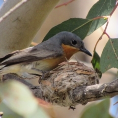 Myiagra rubecula at Greenway, ACT - 13 Jan 2018 12:00 AM