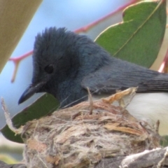 Myiagra rubecula at Greenway, ACT - 13 Jan 2018 12:00 AM