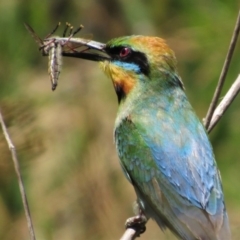 Merops ornatus (Rainbow Bee-eater) at Bullen Range - 13 Jan 2018 by YellowButton