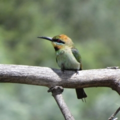 Merops ornatus at Greenway, ACT - 13 Jan 2018