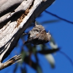 Cormobates leucophaea (White-throated Treecreeper) at Namadgi National Park - 7 Mar 2015 by KMcCue