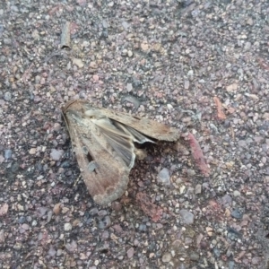 Agrotis infusa at Wamboin, NSW - 22 Dec 2017