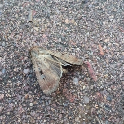 Agrotis infusa (Bogong Moth, Common Cutworm) at Wamboin, NSW - 22 Dec 2017 by natureguy