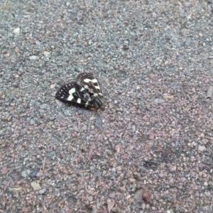 Phalaenoides tristifica at Wamboin, NSW - 22 Dec 2017