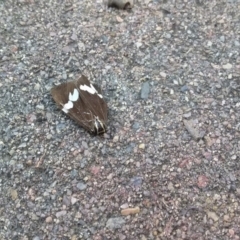 Nyctemera amicus (Senecio Moth, Magpie Moth, Cineraria Moth) at Wamboin, NSW - 22 Dec 2017 by natureguy