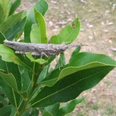 Coryphistes ruricola (Bark-mimicking Grasshopper) at Wamboin, NSW - 29 Dec 2017 by natureguy