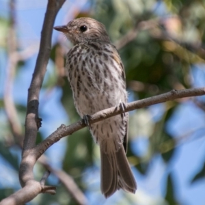 Pachycephala rufiventris at Paddys River, ACT - 26 Jan 2018