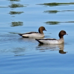 Chenonetta jubata (Australian Wood Duck) at Canberra Central, ACT - 20 Oct 2011 by RodDeb