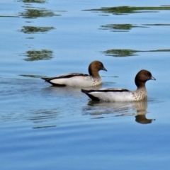 Chenonetta jubata (Australian Wood Duck) at Lake Burley Griffin West - 19 Oct 2011 by RodDeb