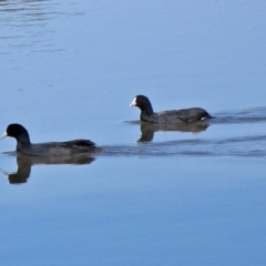 Fulica atra (Eurasian Coot) at Lake Burley Griffin West - 19 Oct 2011 by RodDeb