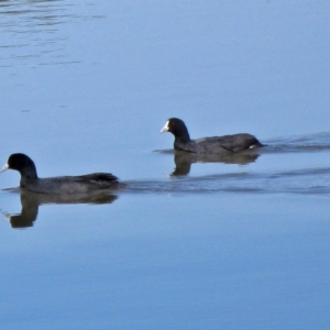 Fulica atra at Canberra Central, ACT - 20 Oct 2011