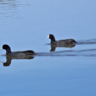 Fulica atra (Eurasian Coot) at Canberra Central, ACT - 19 Oct 2011 by RodDeb