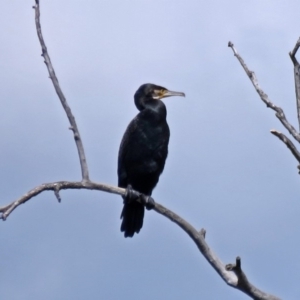 Phalacrocorax carbo at Canberra, ACT - 17 Sep 2016 12:10 PM