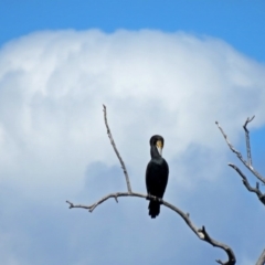 Phalacrocorax carbo at Canberra, ACT - 17 Sep 2016 12:10 PM