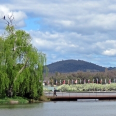 Phalacrocorax carbo at Canberra, ACT - 17 Sep 2016 12:10 PM