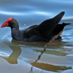 Porphyrio melanotus (Australasian Swamphen) at Lake Burley Griffin West - 19 Oct 2011 by RodDeb