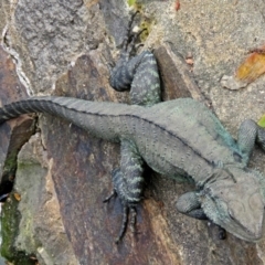 Intellagama lesueurii howittii (Gippsland Water Dragon) at Mount Ainslie to Black Mountain - 17 Sep 2016 by RodDeb