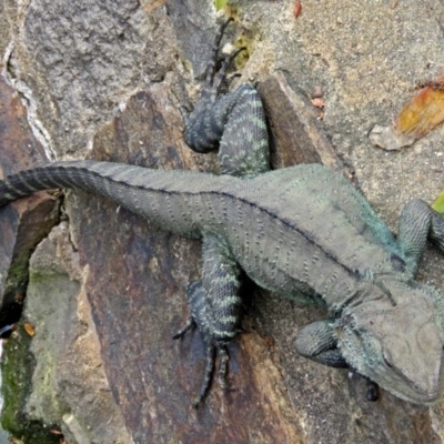 Intellagama lesueurii howittii (Gippsland Water Dragon) at Mount Ainslie to Black Mountain - 17 Sep 2016 by RodDeb