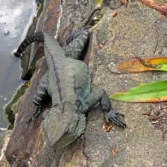 Intellagama lesueurii howittii at Canberra, ACT - 17 Sep 2016 12:08 PM